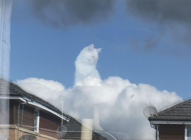 Just a cat walking on clouds...