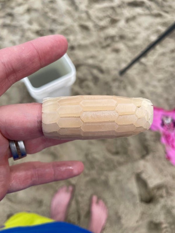 Found this glass like tube “shell” washed up on a beach in North Caroline, any idea what it is?

A: Stingray teeth