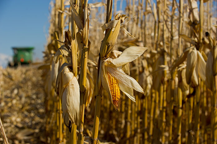 GMOs. Humans have been slowly doing that since we started cultivating crops, now we can just do it quicker. And there are millions of people who rely on GMO crops to not starve to death.