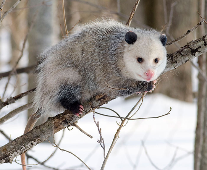 The North American Opossum. They're docile unless threatened, and I think they are endearingly cute. They perform a great service by eating tons of pesky insects, like ticks. Added bonus, they are almost entirely immune to rabies.