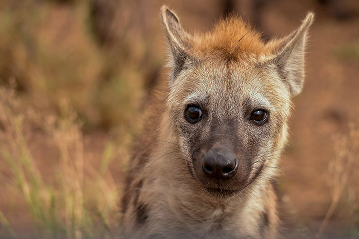 Hyenas. Most unfairly villainized and maligned animal in the world all because of some stupid Disney movie. They are not scavengers at all they hunt 90% of their prey and lions steal food off of them far more than they steal off lions. They are highly intelligent predators with an equally important role to play in the ecosystem.