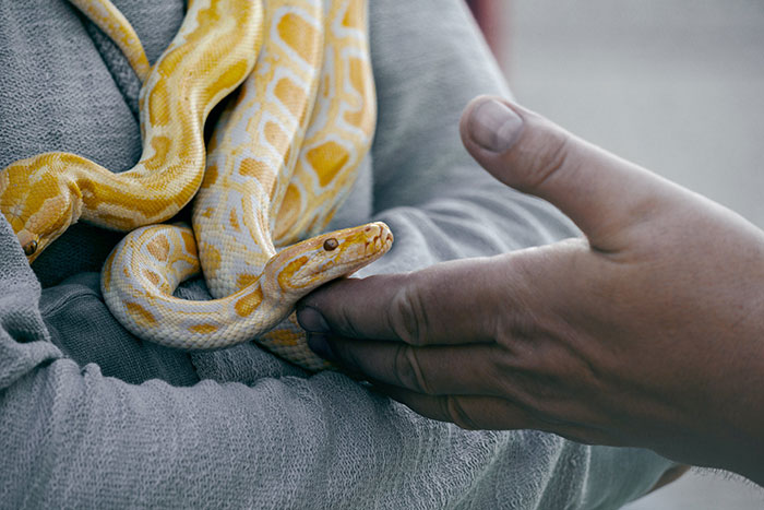 Snakes. They are awesome pets and the super dangerous ones don't want anything to do with you. I can't stand people killing snakes they find. To me its like killing a stray dog you find. Just call animal control.