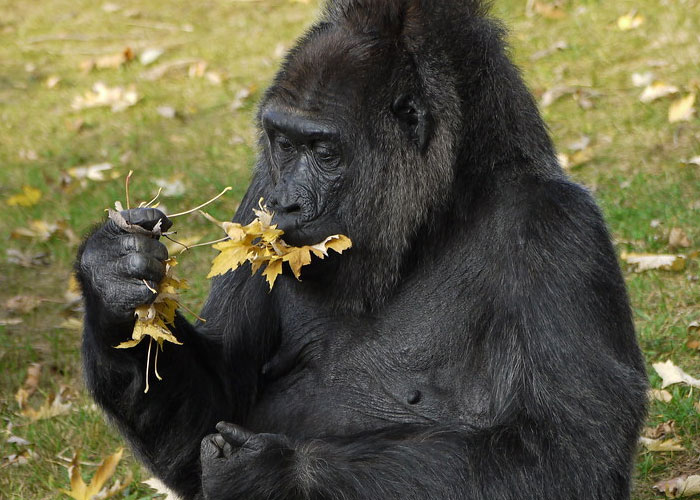 Gorillas hum happy songs when they eat. “And if it’s their favourite food, they sing louder.”