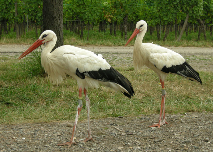 For millennia, Europeans did not know where birds went in Winter time. The mystery was partly solved in 1822, when a German hunter shot down a stork. The stork had a 80cm long Central African spear impaled in its neck. This provided the first evidence that they migrated to Africa.