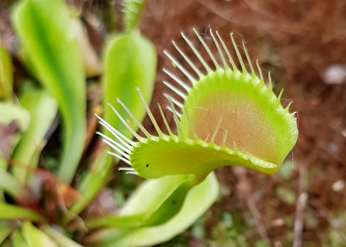 that the Venus flytrap naturally grows in very few areas in the Carolinas, so park rangers have to keep most of their grow sites a secret to keep them safe from poachers.