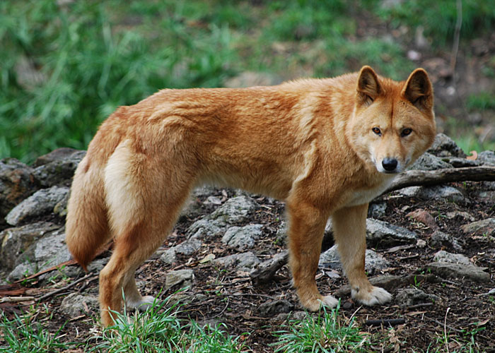 In 1980 a dingo ate an Australian couple's baby while camping, causing the mother to sentenced to life in prison for murder. Three years later, the babies clothes were found near a dingo lair.