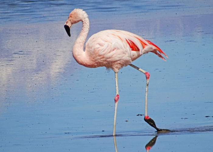 that Utah’s Great Salt Lake used to be the home of a single flamingo named Pink Floyd, who escaped from the zoo and would be seen wintering in Utah socializing with seagulls