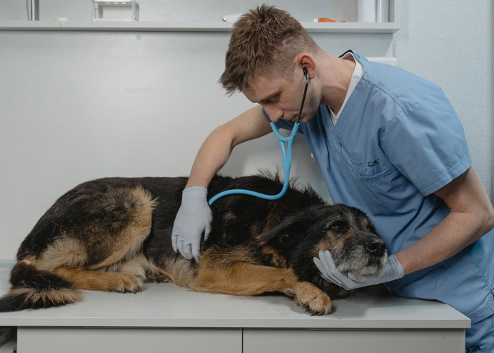 that veterinarians kill themselves at rates 2.5 to 3.5 times the general population, due in part to online trolling and threats from pet owners who blame them for the death of a pet, and easy access to lethal medicines