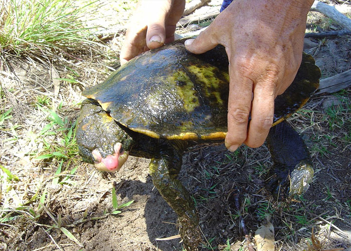 that there's a rare turtle in Australia that was discovered in 1990, when Steve Irwin found it in a crocodile catching trip. It was named after him.