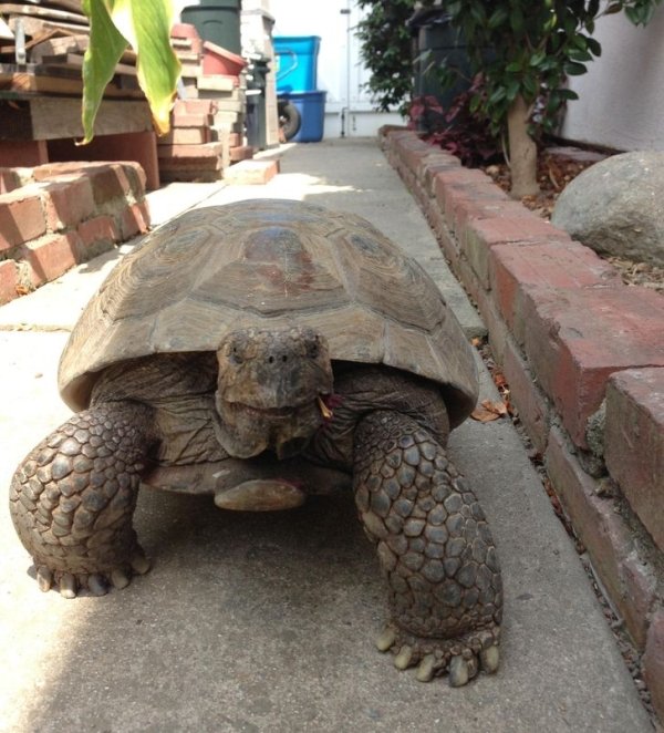 56 year old tortoise