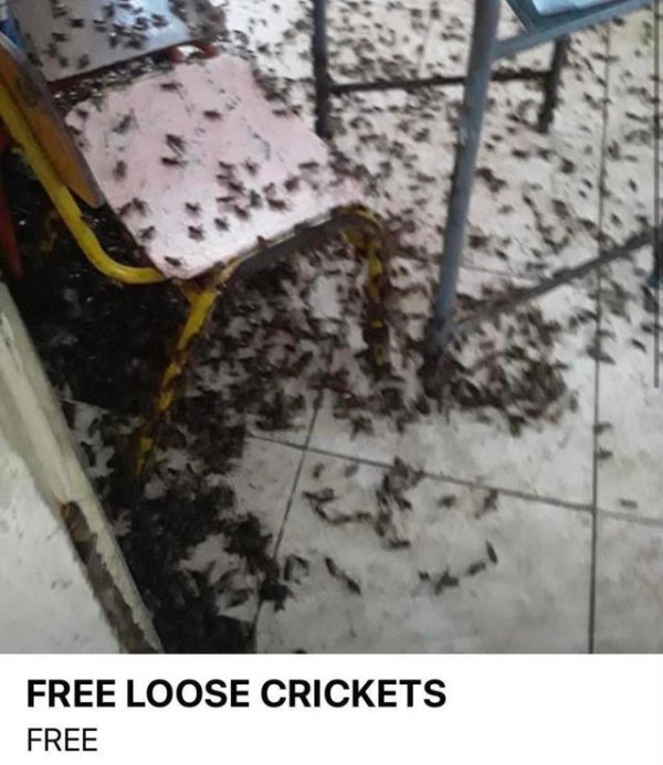 free loose crickets - Free Loose Crickets Free