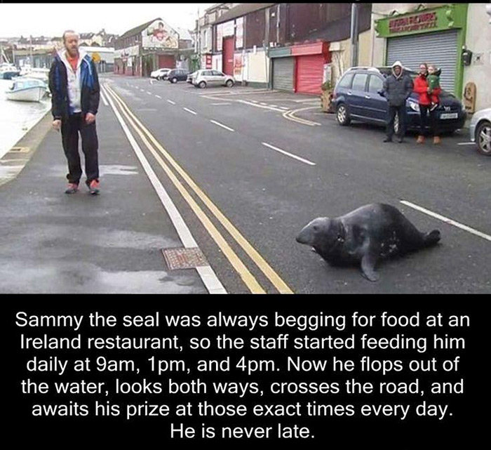 Food - Sammy the seal was always begging for food at an Ireland restaurant, so the staff started feeding him daily at 9am, 1pm, and 4pm. Now he flops out of the water, looks both ways, crosses the road, and awaits his prize at those exact times every day.