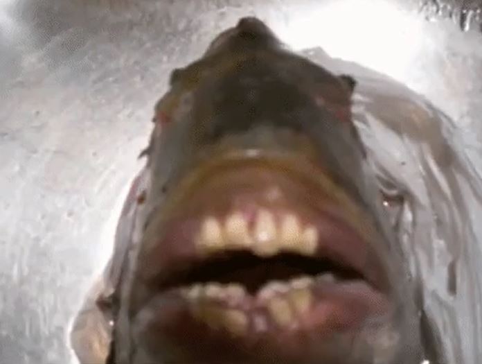 Pacu fish have human-like teeth.