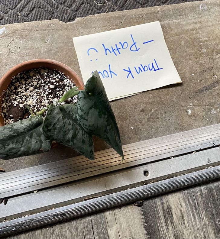 “My neighbor had a plant potted in a cardboard box, and I had a spare pot, so I dropped one off at her door with a note. The next day, I opened my door to this.”