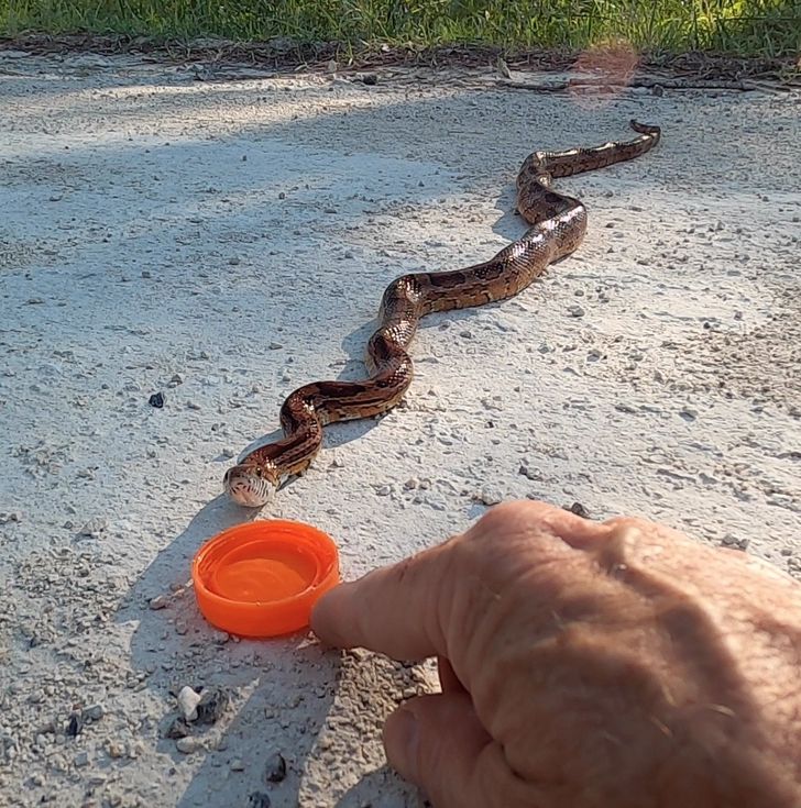 “I gave a thirsty snake a little drink of water in drought-ridden South Carolina.”