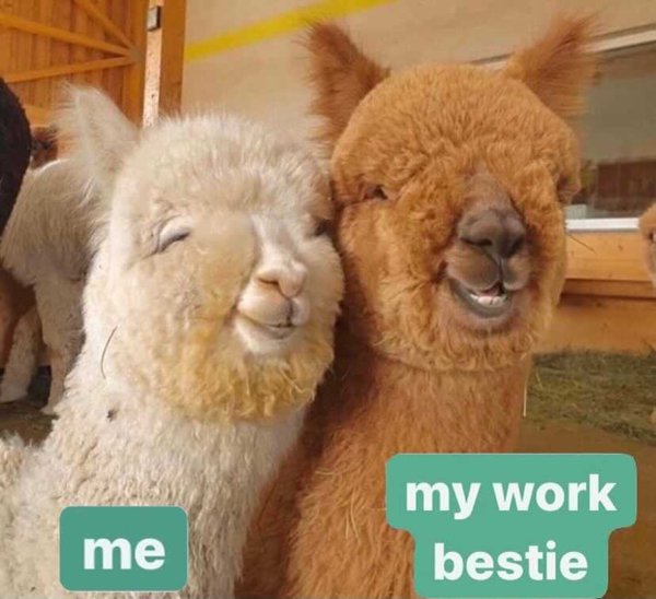 alpaca smiling - my work me bestie