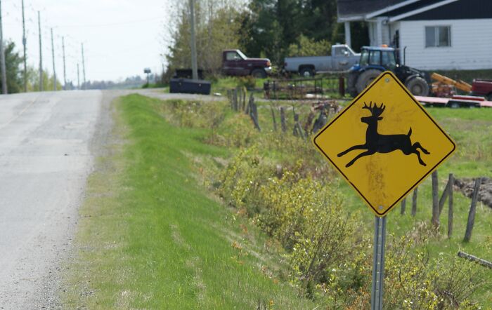 Why is there a deer Xing sign it’s too dangerous for deer to cross the road