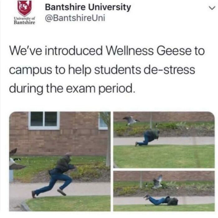 funny and dumb points people made online - wellness geese - Bantshire University niwersyed We've introduced Wellness Geese to campus to help students destress during the exam period.
