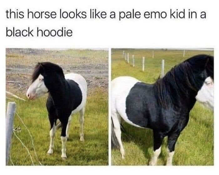 funny and dumb points people made online - emo horse - this horse looks a pale emo kid in a black hoodie