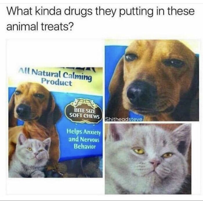 funny and dumb points people made online - photo caption - What kinda drugs they putting in these animal treats? All Natural Calming Product Bite Size Soft Chews Shitheadsteve Helps Anxiety and Nervous Behavior