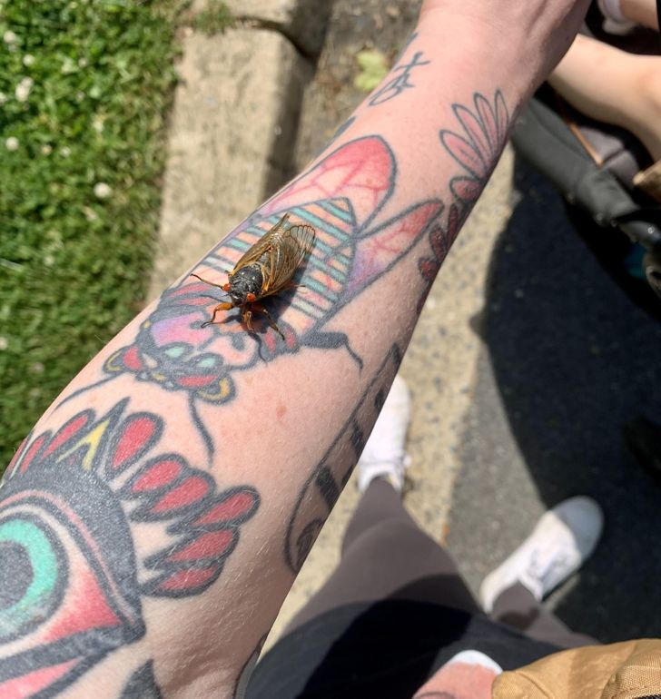 “A cicada on my cicada tattoo”