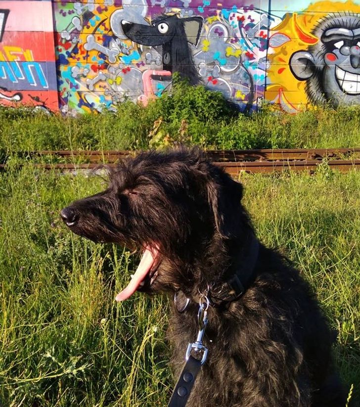 “My dog yawned at the exact moment I took a photo of him in front of the graffiti that looks like him.”