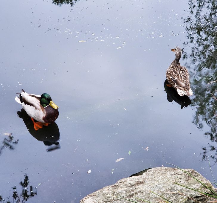 “2 ducks standing on a submerged log looks like they’re standing on the surface of the water.”