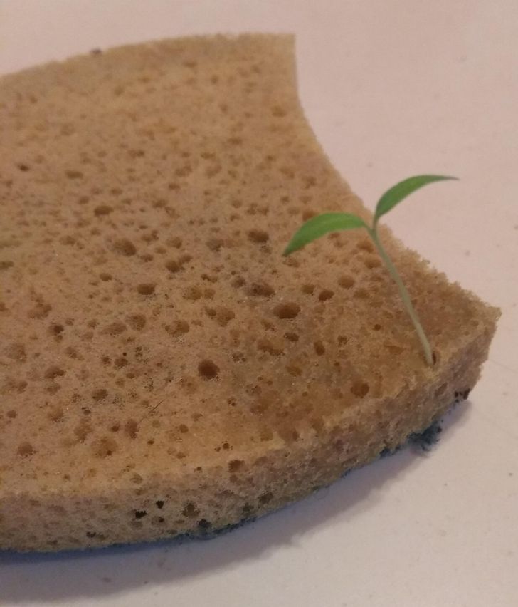 “This seedling that grew out of my sponge”