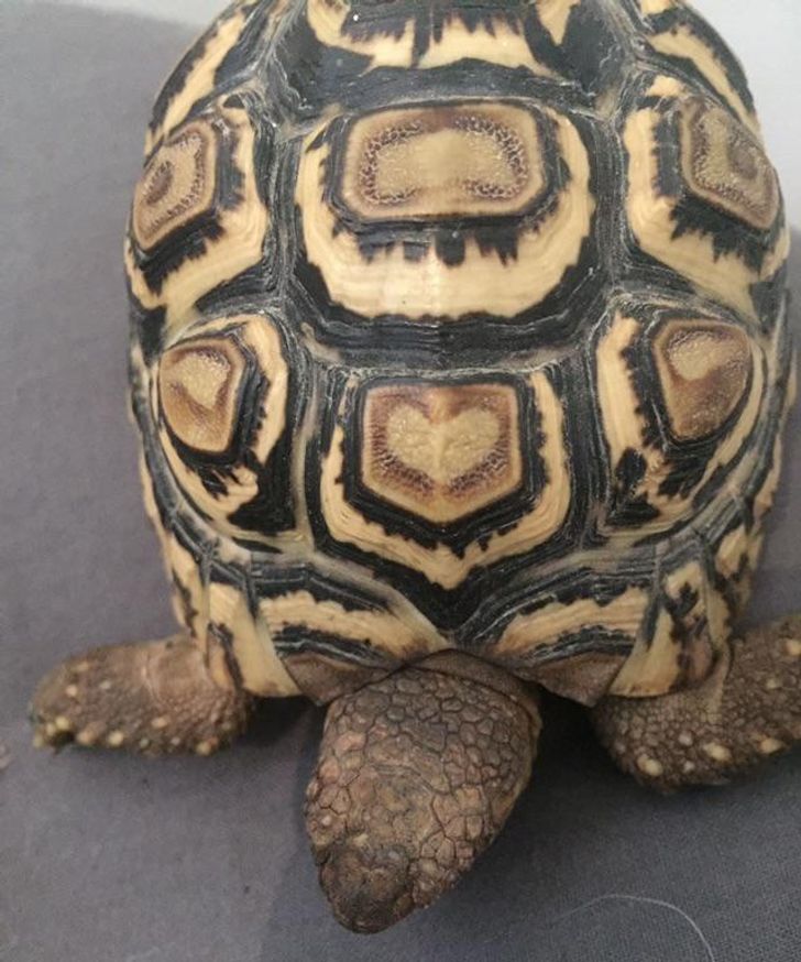 “One of my leopard tortoise’s scutes looks like a heart.”