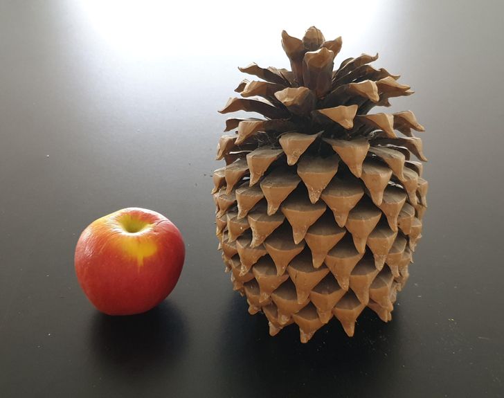 “These giant pinecones come from Lake Tekapo in New Zealand (apple for comparison).”