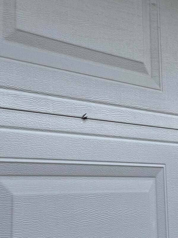 My mom killed a wasp while closing the garage door.
