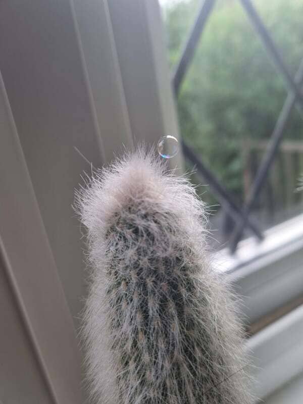 This tiny bubble landed on a cactus and didn’t pop.