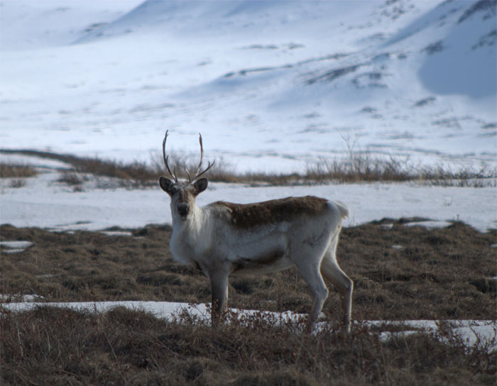 In Alaska it's illegal to whisper in someone's ear while they deer hunt.