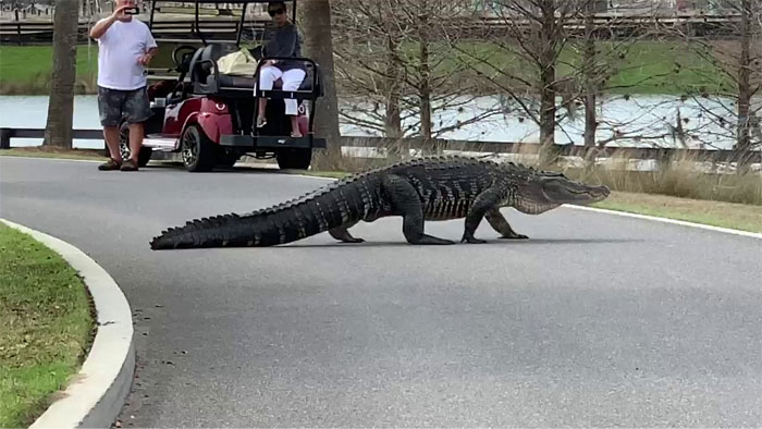 In Florida its illegal to tie an alligator to a parking meter unless you pay for parking