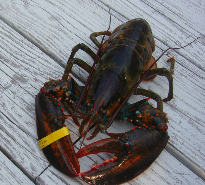 Having a lobster of a certain size in your possession.