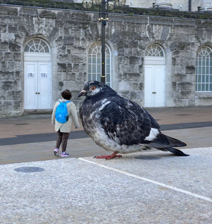 giant pigeon