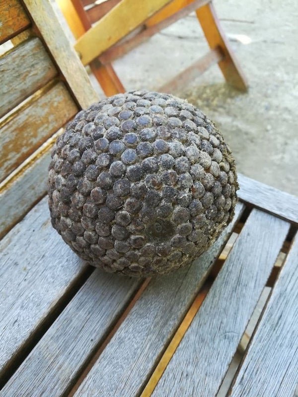 Metal spheres, about 15cm in diameter and weighing 400-500g each. Some are coated in what looks like a clay “shell”. Found in an old barn/stable.

A: Antique boules