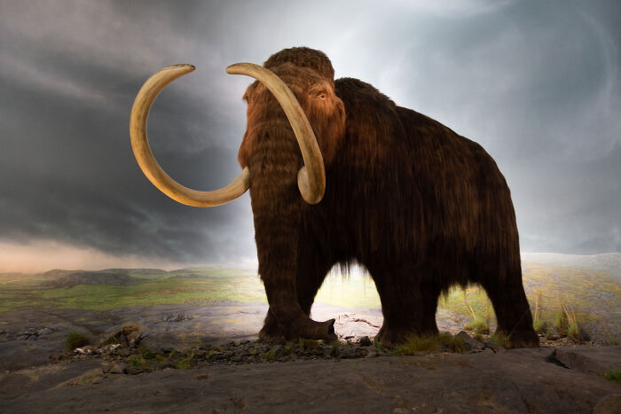 Woolly mammoths were largely hunted to extinction by prehistoric humans, but for decades, scientists were perplexed as to why 70 percent of mammoth fossils were males. Why were the fossil remains of females so much more rare? It wasn't until 2017, that this mystery finally was revealed when the Swedish Museum of Natural History, concluded that it was the mammoth's living arrangements that were to blame. The gender ratio of mammoths was fairly equal at birth, but upon reaching early adulthood, male mammoths were kicked out of the female-led herd. The male mammoths would then either live as loners or form small bachelor herds. Either way, they were more likely to engage in the sort of risky behavior that led to a better chance of fossil preservation -- such as becoming trapped in a bog or sinkhole.