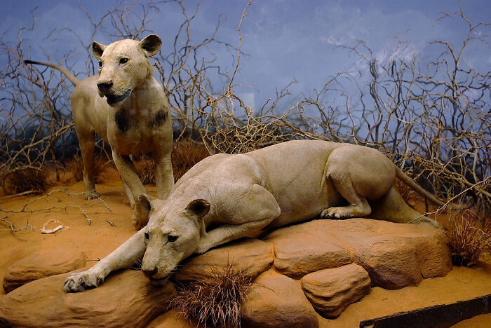 During a nine-month period in 1898, two lions named "The Ghost" and "The Darkness" killed and ate an estimated 135 railroad workers in Kenya. The story was a worldwide sensation in the newspapers and even resulted in a Hollywood movie in the 1990s. What perplexed animal experts was why the lions had developed an insatiable taste for human flesh before they were finally shot dead. In the past, experts believed it was hunger but new research in a jaw study of lions suggest it was likely jaw pain. Researchers believe that jaw pain in the lions would have made hunting and killing their normal large prey incredibly painful and picking off humans was easier on the lions' jaws.