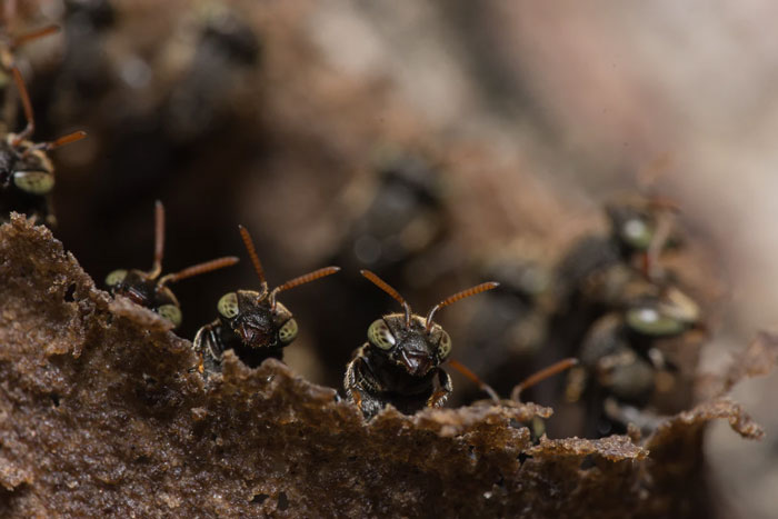 If you accidentally disturb a beehive or wasp nest, do not run for the water. They'll wait for you to resurface and continue stinging you. Just run fast and as far as you can, because eventually, they will stop following you