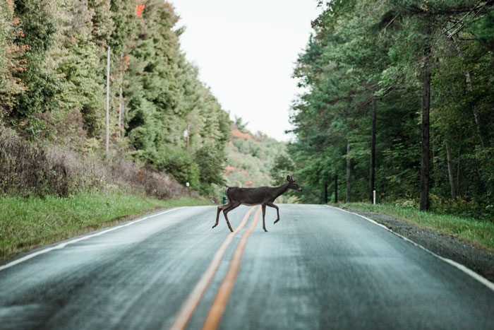 If a deer is running across the road it's better to hit it than swerve and run into a ditch. If there is a moose in the middle of the road swerve and run into a ditch. Hitting a moose is like running into a brick wall