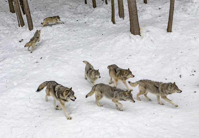 Wolves will only attack you if they can intimidate you into running away from them. Standing your ground against a wolf pack will be terrifying but eventually, they will leave you alone