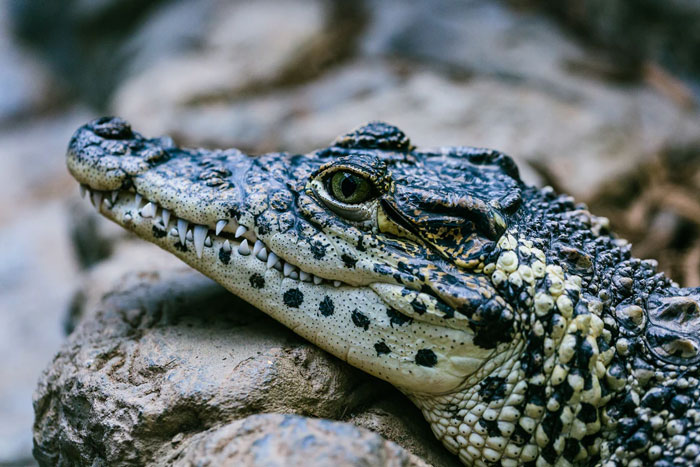 Have you ever been told that if an alligator is chasing you that you should run in a zigzag? Well, contrary to popular belief, alligators actually aren't stupid and they can run up to 35 miles per hour. So just run straight and run like hell.