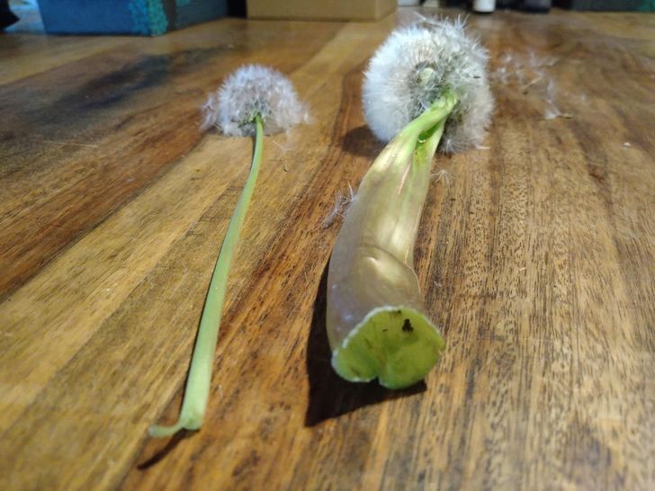 “Today I found this odd giant dandelion next to a normal one. Looks like several stems kind of fused together.”