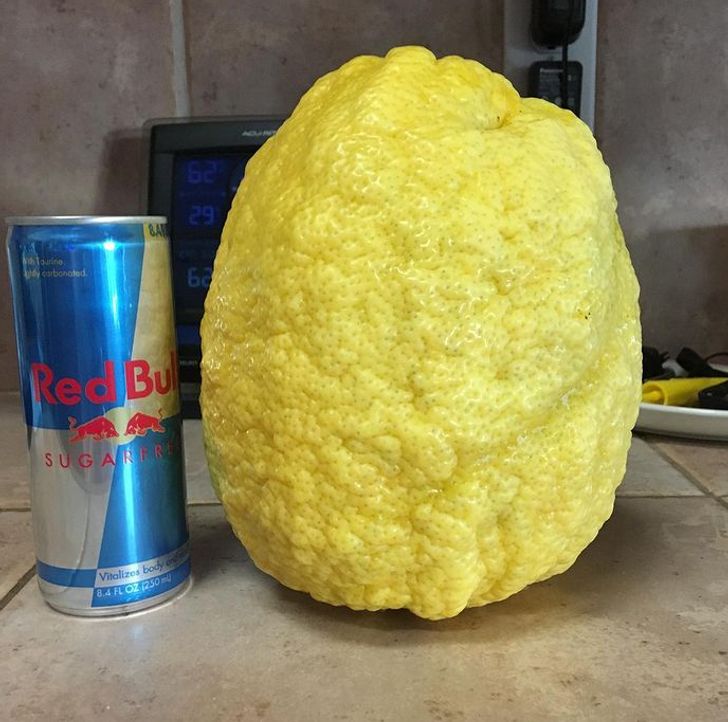“A giant lemon off our tree”