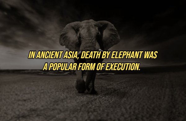 elephant price in africa - In Ancient Asia, Death By Elephant Was A Popular Form Of Execution.