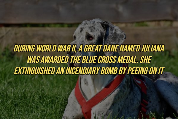 best dog breeds - During World War Ii , A Great Dane Named Juliana Was Awarded The Blue Cross Medal. She Extinguished An Incendiary Bomb By Peeing On It