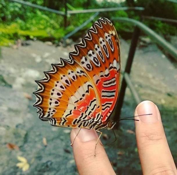 "The pattern on the wings of this butterfly looks like the face from The Scream painting by Edvard Munch."