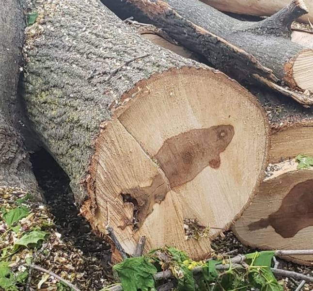 “The inside of this tree looks like a fish.”