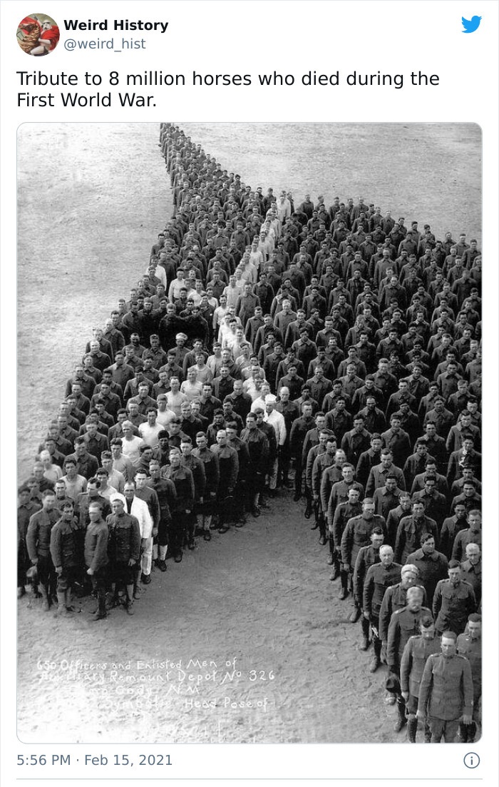 Weird History Tribute to 8 million horses who died during the First World War. 650 Officers and Enlisted Menor RemounL Depol No 326 Rm EHess Pose of